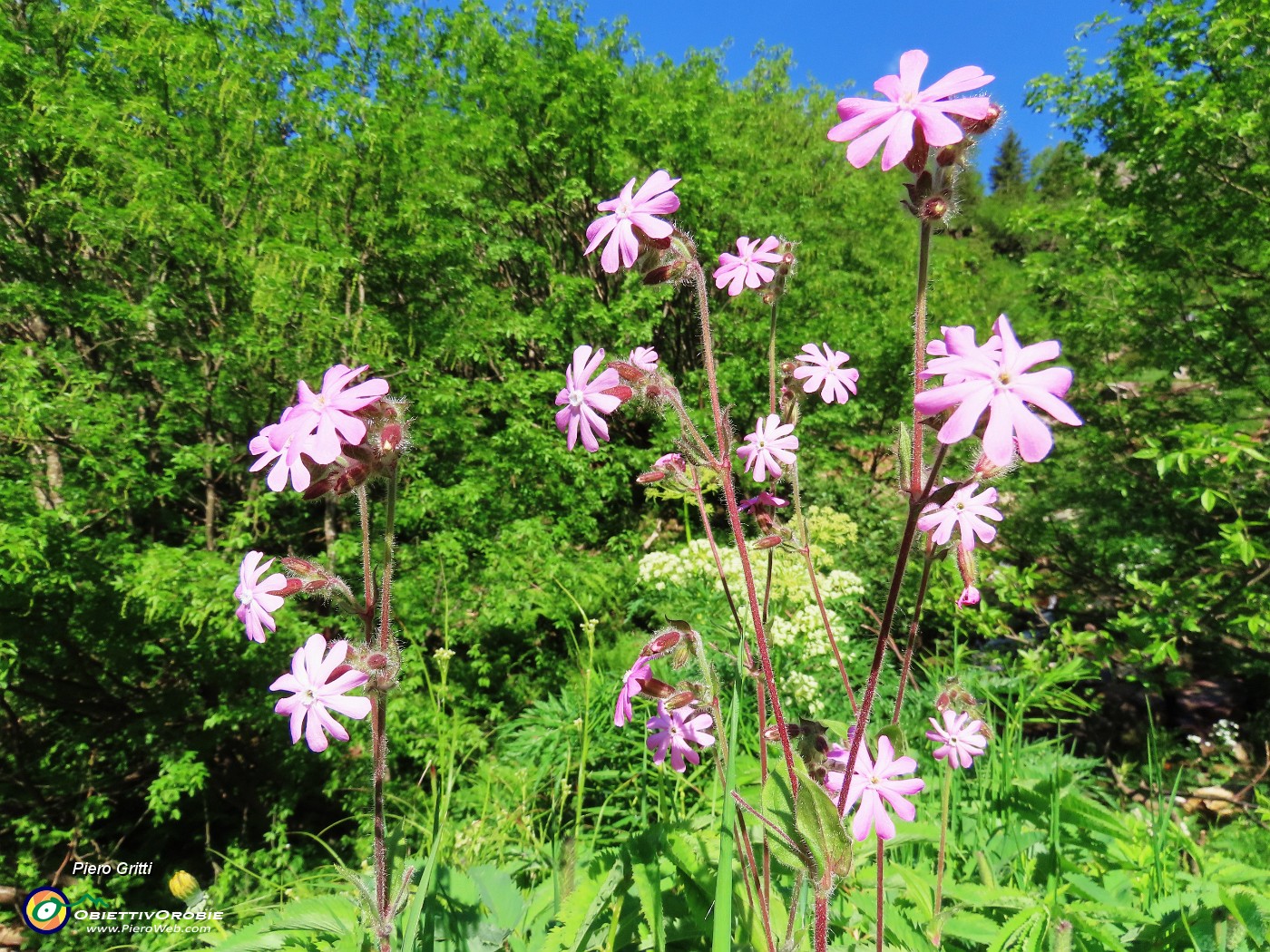 06 Fiori rosa di Silene dioica.JPG